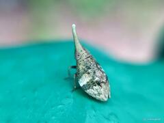 Pseudochoutagus curvativus