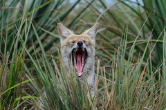 Lycalopex gymnocercus