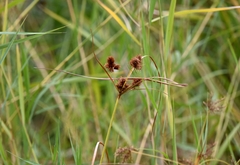 Cyperus glomeratus