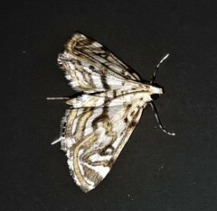 Parapoynx polydectalis