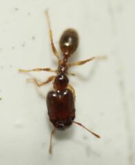 Pheidole subarmata