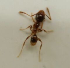 Pheidole subarmata