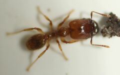 Pheidole subarmata