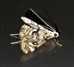 Parapoynx polydectalis