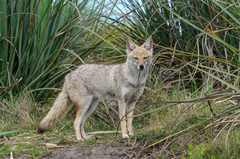 Lycalopex gymnocercus