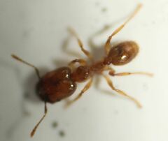 Pheidole subarmata