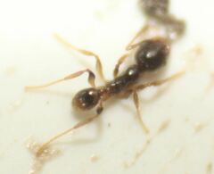 Pheidole subarmata