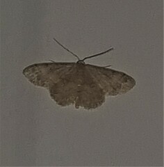 Idaea pilosata