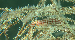 Oxycirrhites typus