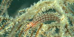 Oxycirrhites typus