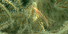 Oxycirrhites typus