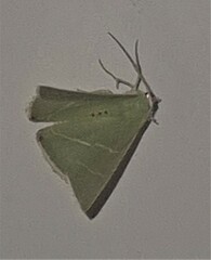 Urolitha bipunctifera