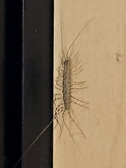 Thereuonema tuberculata