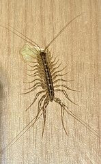 Thereuonema tuberculata