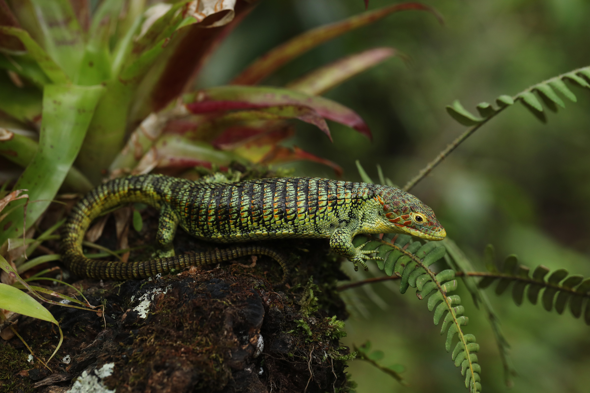 Argueta Arboreal Alligator Lizard photo 6