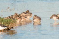 Marmaronetta angustirostris