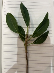 Ficus burkei