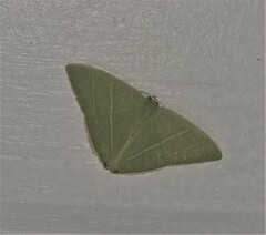 Urolitha bipunctifera