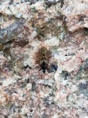 Gastrodes abietum