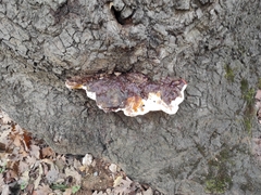 Ganoderma resinaceum