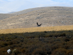 Daptrius megalopterus