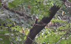 Dendrocopos hyperythrus