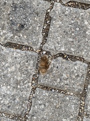 Xanthocarpia feracissima