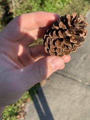 Pinus elliottii