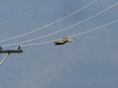 Daptrius megalopterus