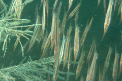Centriscus cristatus