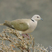 African Collared-Dove - Photo (c) Andrew Cauldwell, some rights reserved (CC BY-NC), uploaded by Andrew Cauldwell
