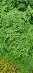Pteridium aquilinum capense