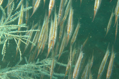 Centriscus cristatus