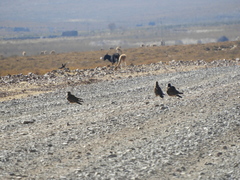 Daptrius megalopterus