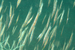 Centriscus cristatus