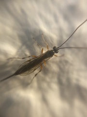 Pimplinae