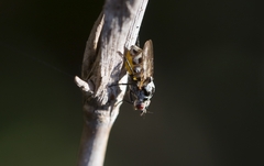 Anthomyia procellaris