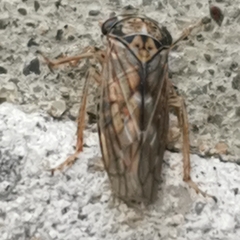 Idiocerus stigmaticalis