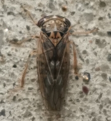 Idiocerus stigmaticalis