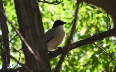 Cyanopica cyanus