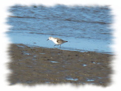 Calidris alba