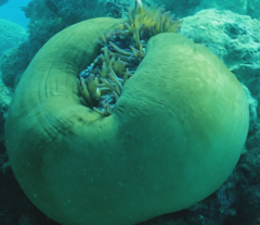 Heteractis magnifica