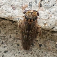 Idiocerus stigmaticalis