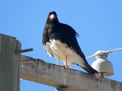 Daptrius megalopterus