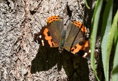 Vanessa indica