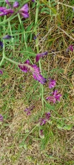 Vicia villosa