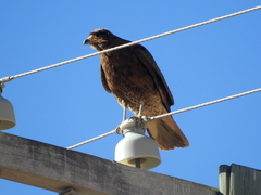 Daptrius megalopterus