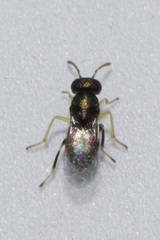 Encyrtinae