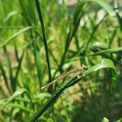 Platycnemis phyllopoda