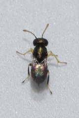 Encyrtinae